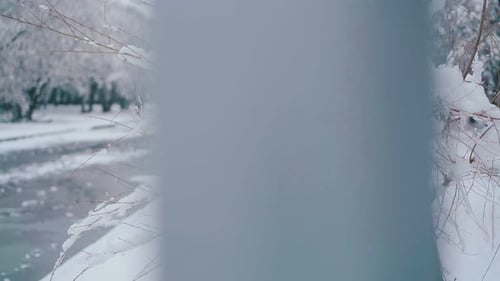 Motion Along Little Tree with Thin Branches Against Park