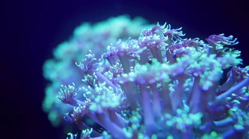 Macro Video of Fluorescent Anemone Slowly Moving Its Tentacles. Marine Underwater Life on Coral Reef