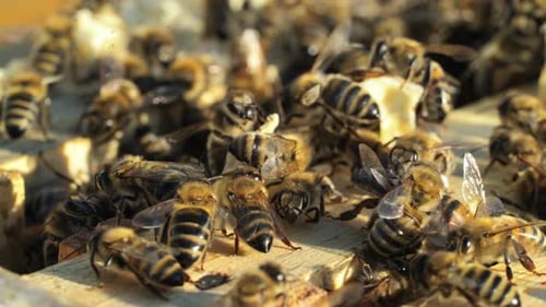 Close Up View of the Working Bees