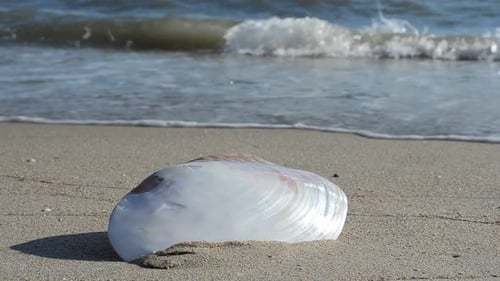 Iridescent Sea Shell on Sandy Beach, Ocean Waves