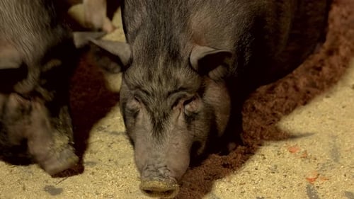 Close Up Vietnamese Pigs on the Farm