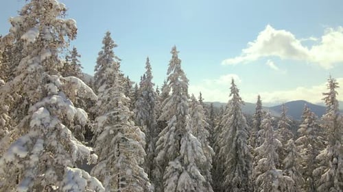Aerial View of Tall Pine Trees Covered with Fresh Fallen Snow in Winter Mountain Forest on Cold