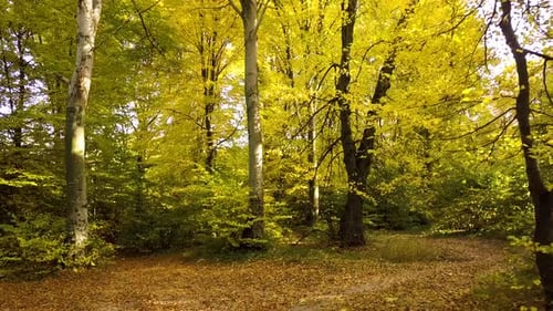 Autumn forest with bright orange and yellow leaves. Dense woods in sunny fall weather