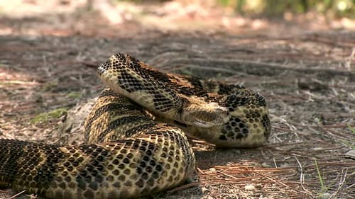 diamondback rattlesnake on the forest floor
