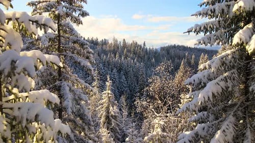 Luftartige Winterlandschaft mit Pinien aus schneebedecktem Wald in kalten Bergen bei Sonnenaufgang