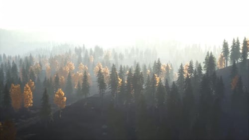 Sunlight in Spruce Forest in the Fog on the Background of Mountains at Sunset
