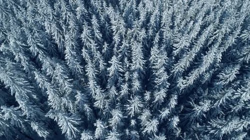 Winter Season Spruce and Pine Trees Covered with Snow. Aerial Top Down Flyover Shot of Winter Forest