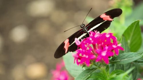 Butterfly World 39