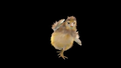 Cute 3D Animated Baby Chick Dancing on Alpha Channel