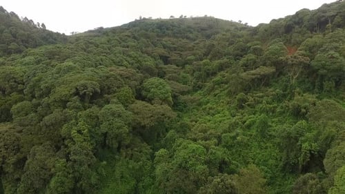 Aerial view of a forest