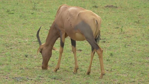 Topi antelope grazing