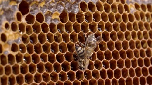 Bees on Golden Honeycomb Making Honey