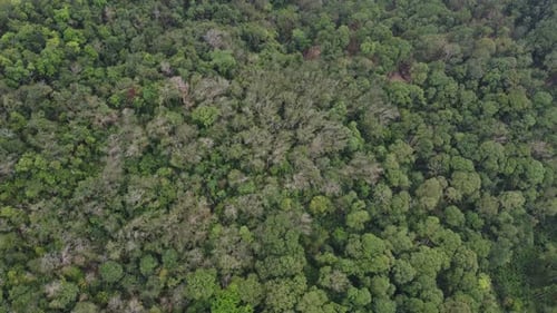 Aerial view rainforest Malaysia