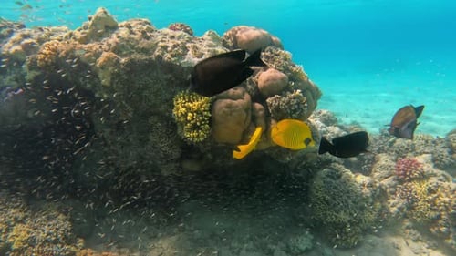Tropical underwater sea fishes on coral, Marsa Alam Egypt