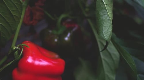 Ripe Red Bell Pepper Growing in the Garden