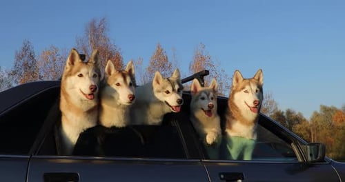 Five Huskies Peeking Out of Car Window