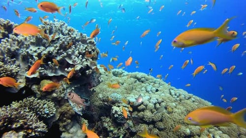Colourful Fish