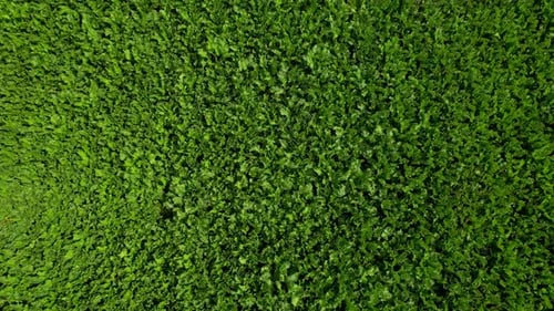 Close Up of Aerial Drone Footage of a Beautiful Green Field
