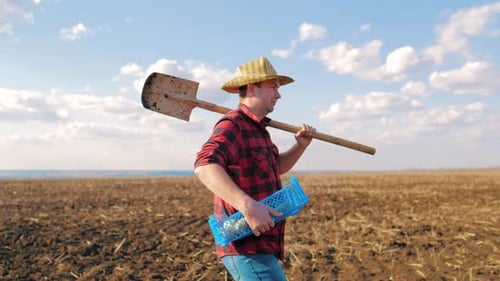 Man Farmer Holding Box of Potatoes in Field at Sunset