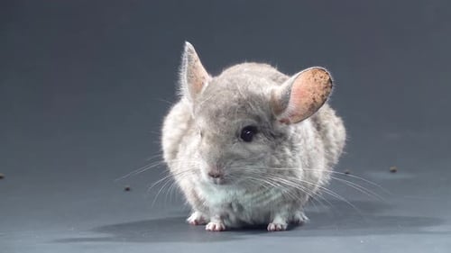 Gray Chinchilla at Black Background. Close Up
