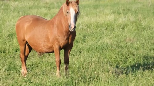 Schönes Kastanienpferd grast auf einer grünen Wiese