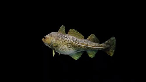 Atlantic Cod Fish View From Back Side