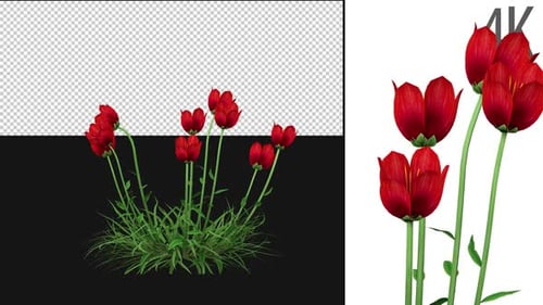 Cultivo de coquelicot
