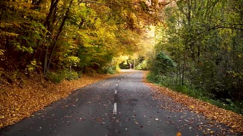 Autumn Road Through Colorful Fall Forest