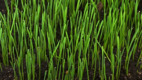 Culture d'herbe verte fraîche