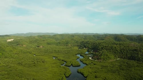 Aerial View of Mangrove Forest and River