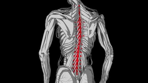 3D Human Spinal Cord and Nervous System Anatomy Animation
