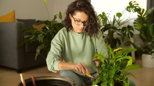 Woman Repots Plant in Green Living Room