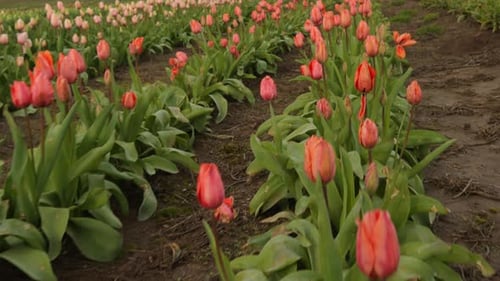 Field of tulip flowers