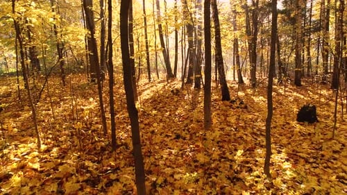 Buntes Herbstwald-Holz