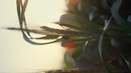 Wheat Field Swaying in Wind at Sunrise