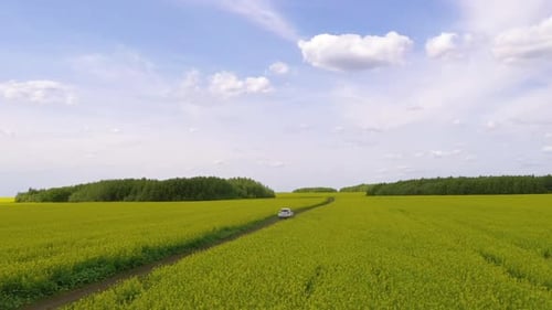 Road In The Middle Of Rapeseed Fields