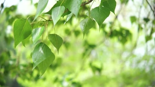 Summer Poplar Tree