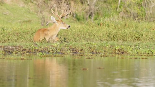 Marsh deer, blastocerus dichotomus resting on the riverbank, occasionally rotate its ears to scan an