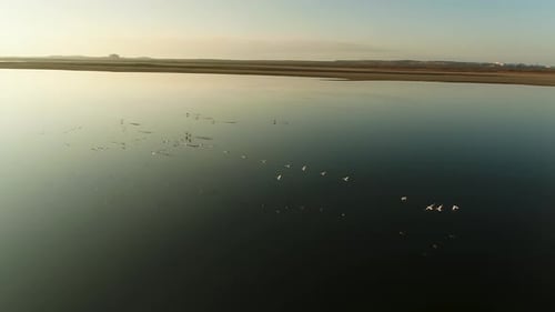 Aerial View of Birds Flying Over a Serene Wetland