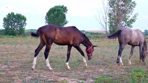 Caballo pastando 4K