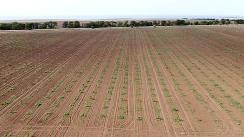 Terreno con plantas y árboles frutales devuelto a la zona esteparia Fotografía aérea a vista de pájaro