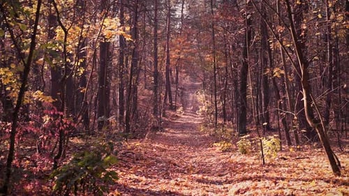 landscape autumn forest. golden colors. span.