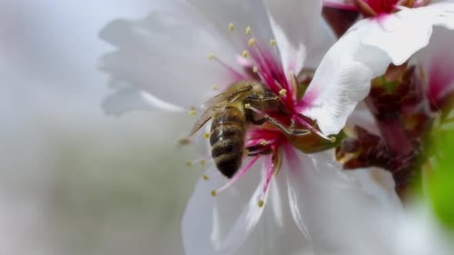 Bee Collecting Pollen From White Spring Flower