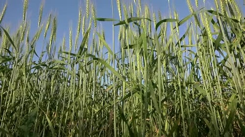 Wheat Agricultural Field in Summer at Sunset