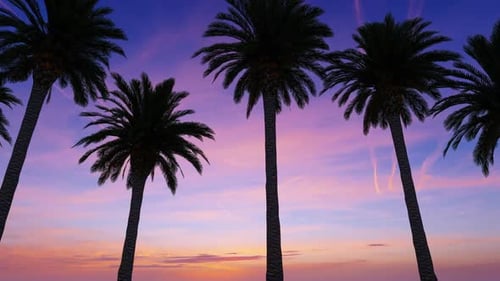 Tropical Palm Trees Silhouette at Vibrant Sunset Horizon Loop