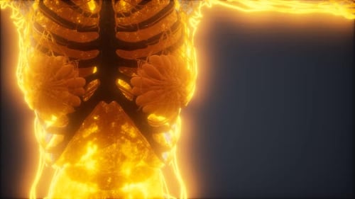 Futuristic Human Torso Medical Scan Animation