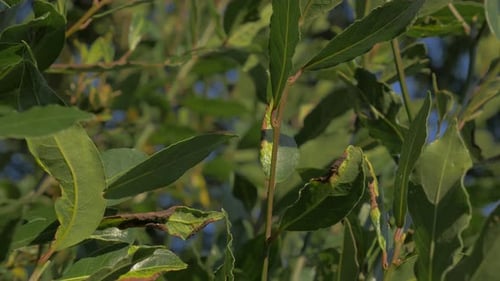 Laurus nobilis tree branches and green leaves slow tilting 4K 2160p UHD footage - Laurel slow tilt