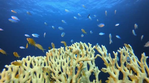 Underwater Surface Blue Sea Water