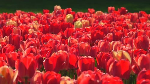 Field of Red Tulips Blooming in the Sun