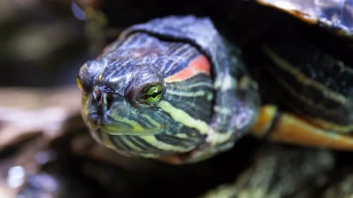 Pond Slider, Trachemys Scripta, tortue semi-aquatique commune de taille moyenne. Tortues à oreilles rouges